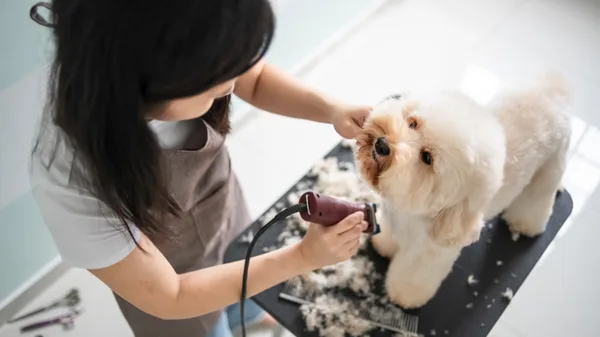 A professional groomer trimming a small dog on a grooming table in a bright pet salon