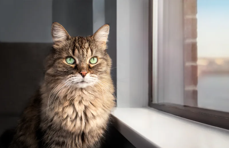 A long-haired senior tabby cat sitting quietly beside a sunlit window