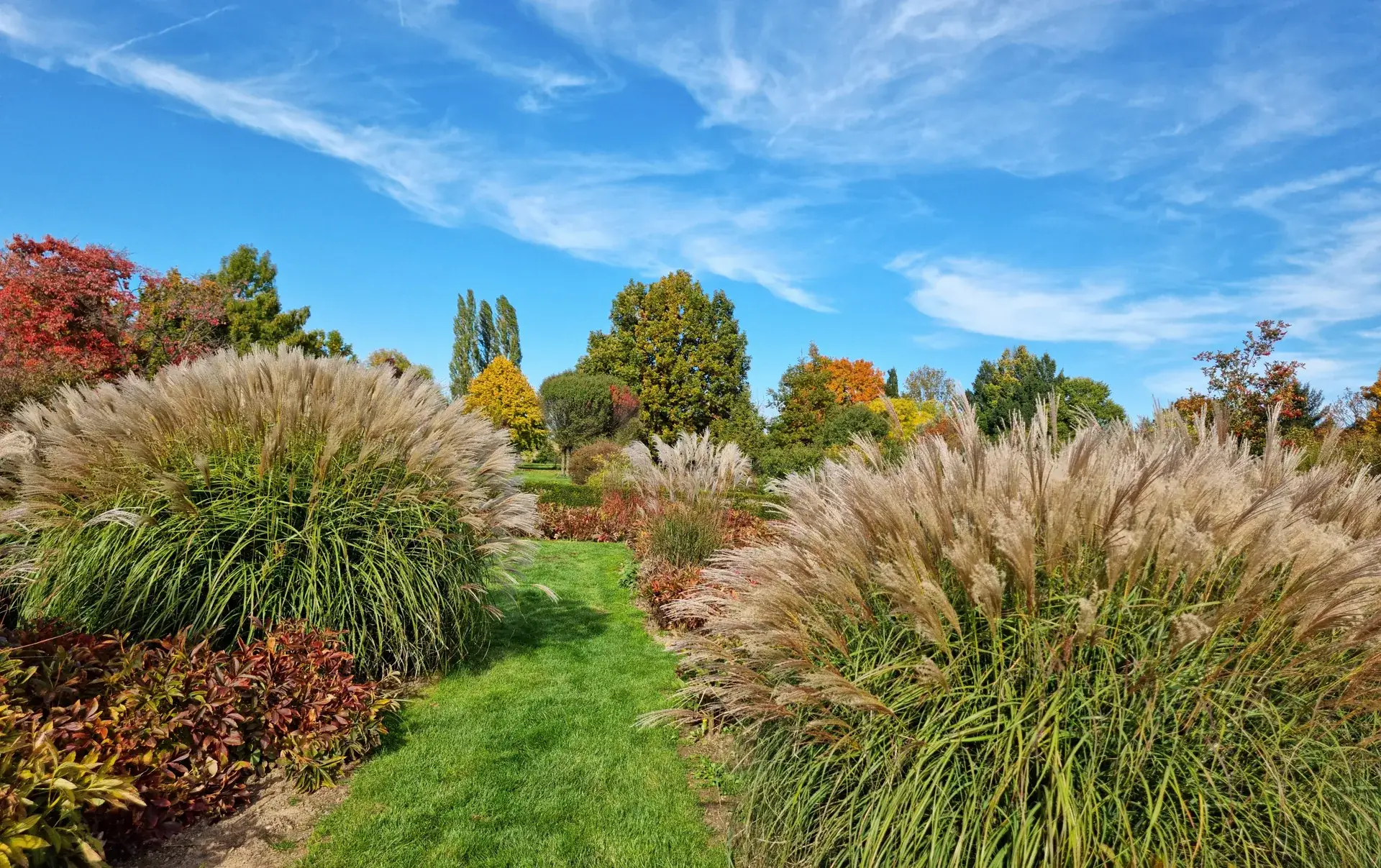 Fountain-grass meadow in autumn colour under a bright blue sky, with a mown grass path curving through