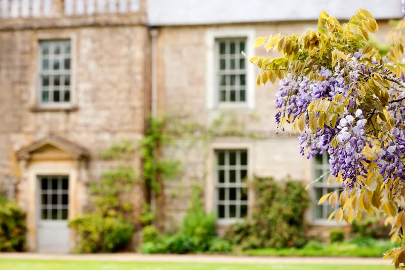 Wisteria blooming against the stone south wall of the 1872 farmhouse