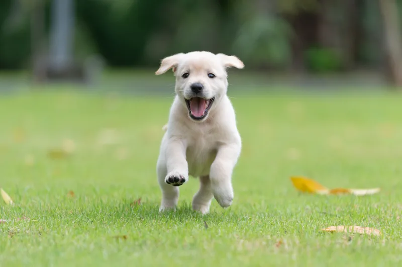 Cream puppy running through grass with its mouth open in a happy grin