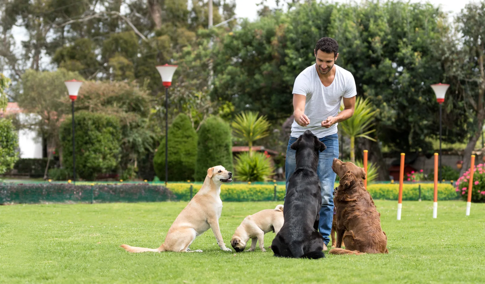 Dog trainer rewarding a young dog during a leash-training lesson in a park