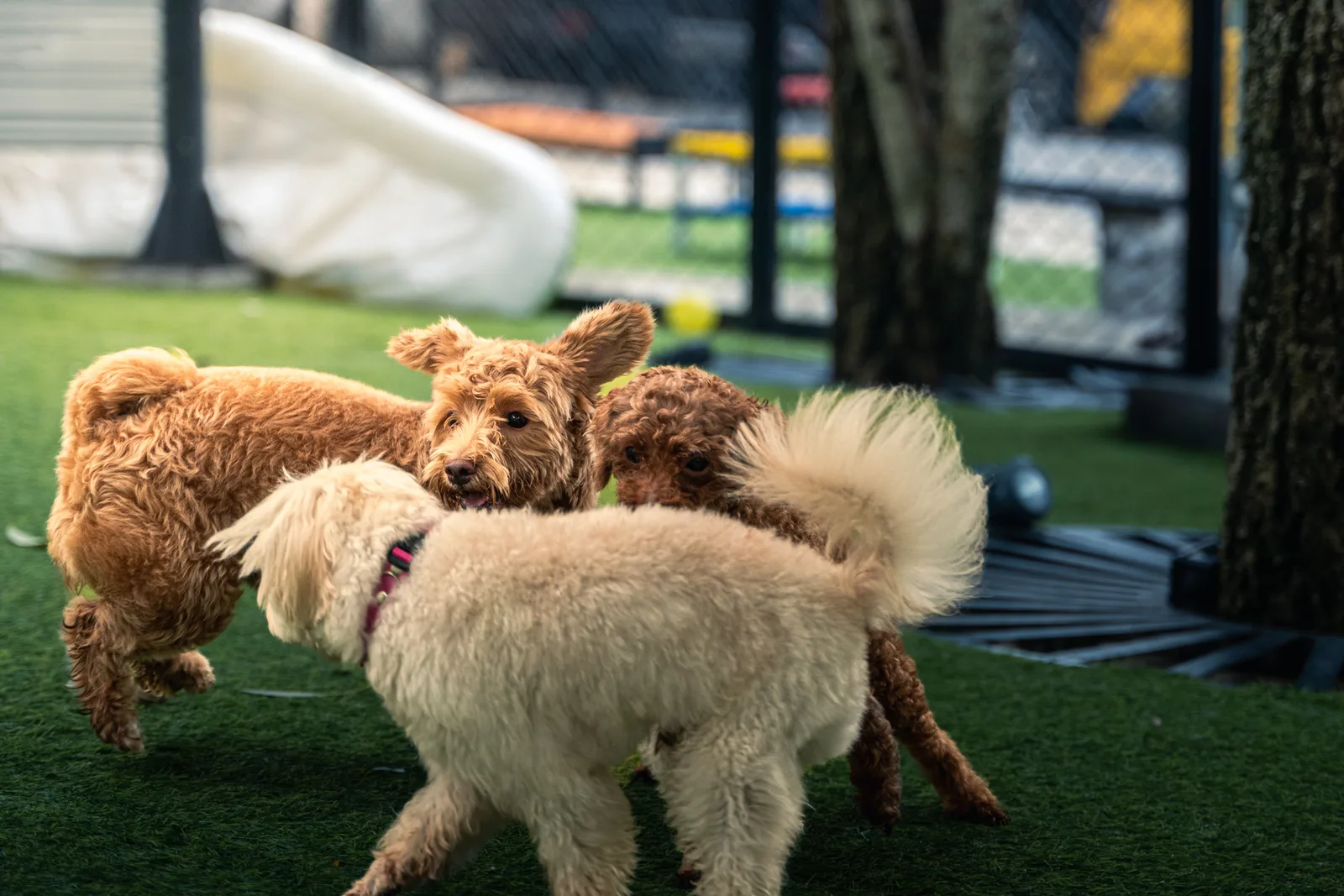 Three doodle dogs playing on turf in a fenced outdoor daycare play yard